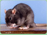 rat control Bicester
