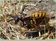 wasp control Bicester