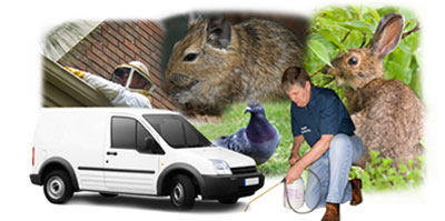 Bicester local van